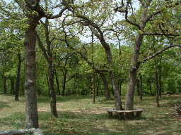 Tree Bench